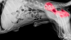 hip braces for dogs